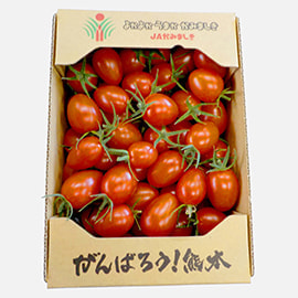 熊本産 有機ミニトマト  アイコ 1kg   有機JAS 