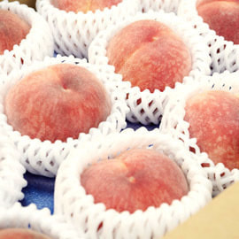 愛知犬山産 桃 5kg