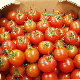 青森産 有機ミニトマト  CF千果 1kg   有機JAS 